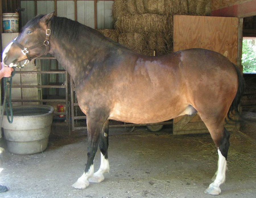 IR horses are often leptin resistant.  They should not be fed free choice.